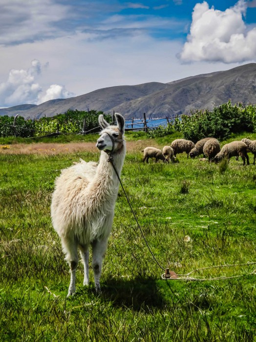 Titicaca Lama