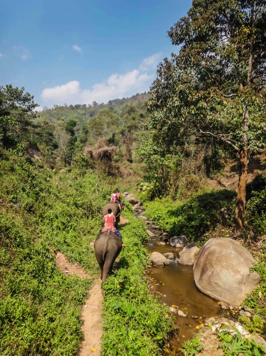 Elefanten Chiang Mai