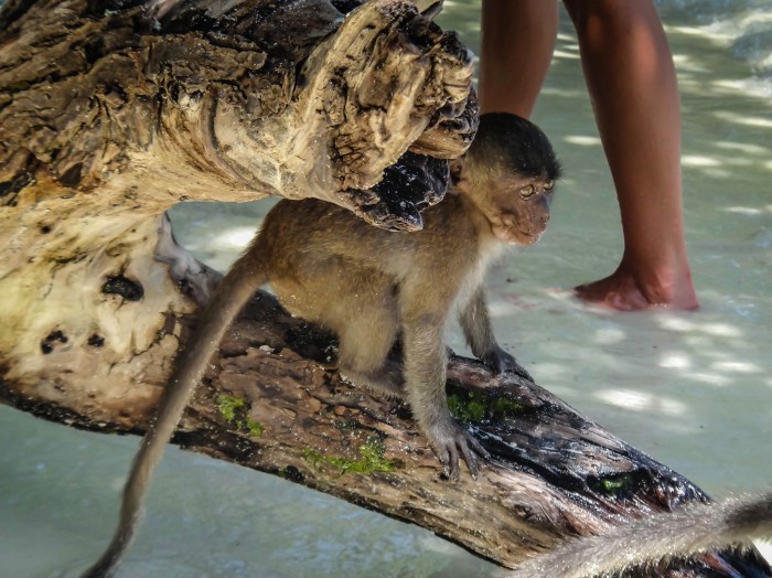 Thailand Monkey Bay