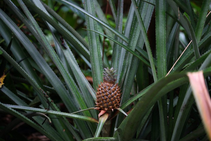Ananas