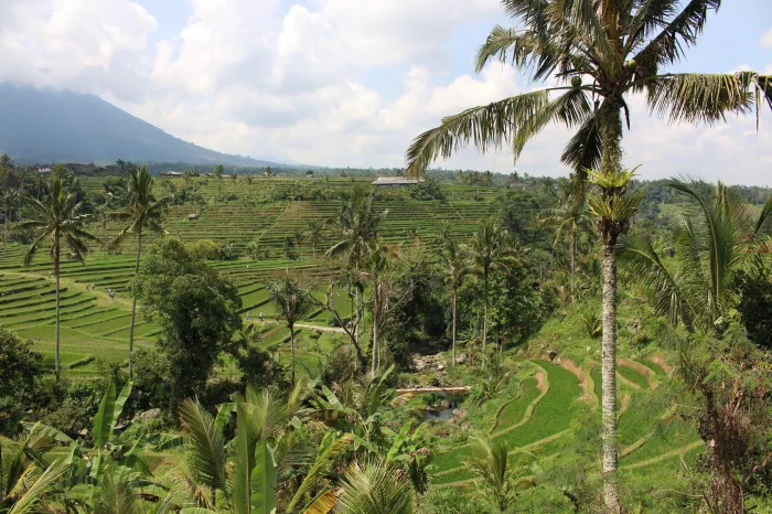 Rice Field Jatiluwih