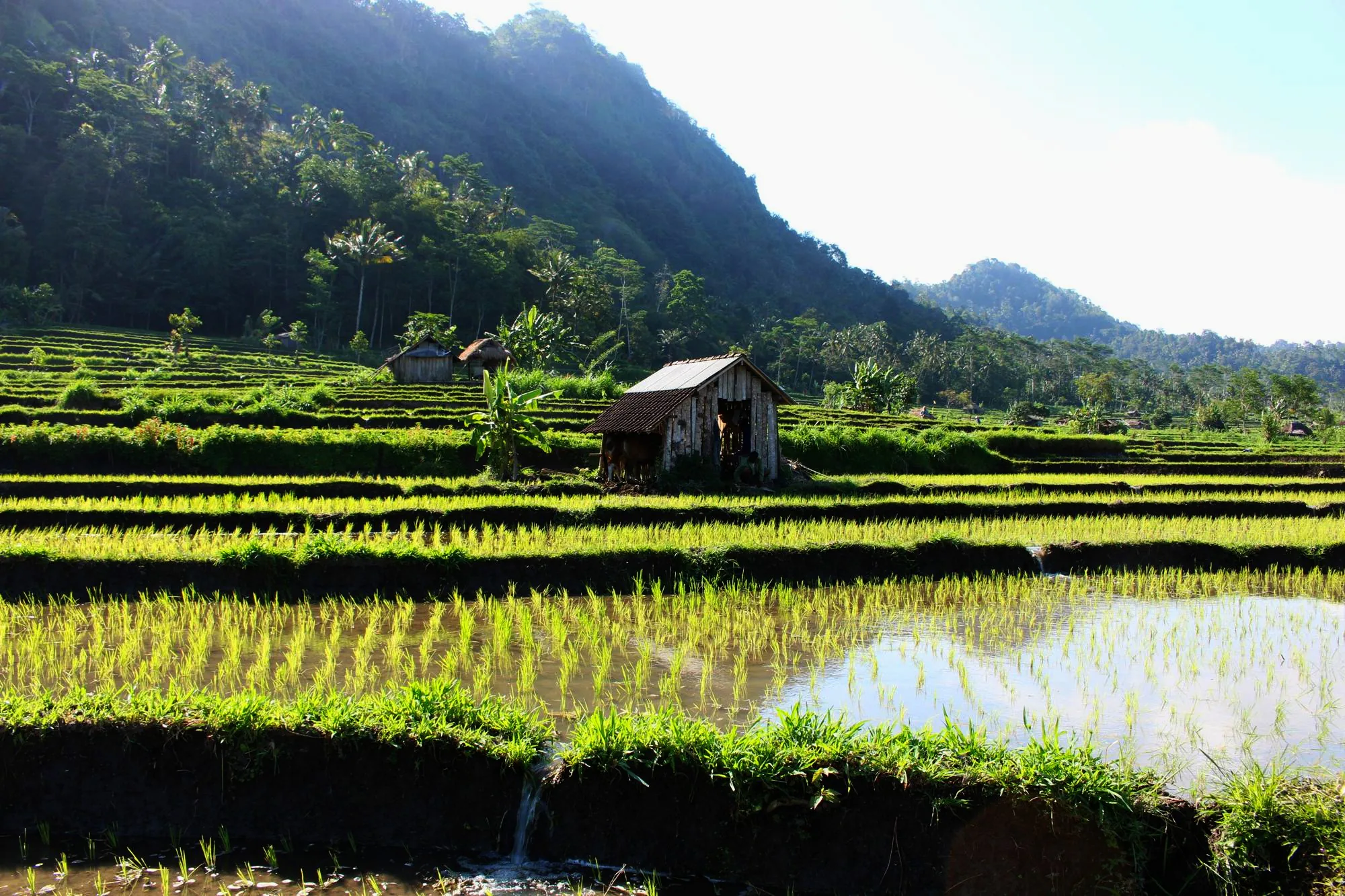 Sidemen Trekking Haus